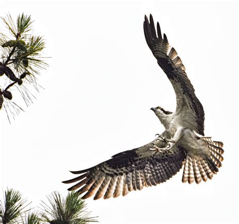 Osprey coming for the landing. : r/birding