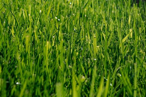 How To Kill Crabgrass Best Way To Get Rid Of Crabgrass And Preventing It