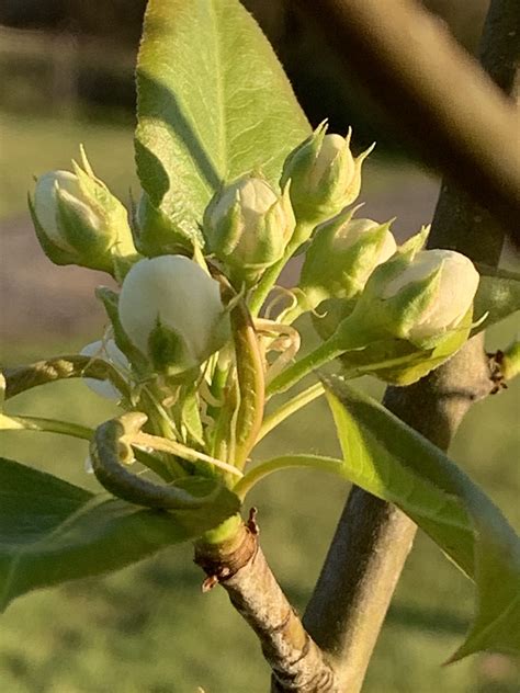 Pear buds, blossoms, and fruit 2017 - General Fruit Growing - Growing Fruit