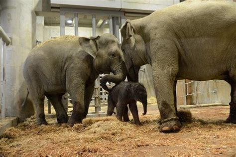 名古屋市東山動植物園でアジアゾウが誕生 Nanじぇい したらば掲示板