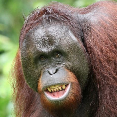 Why do male orangutans develop cheek pads? | Orangutan Appeal UK