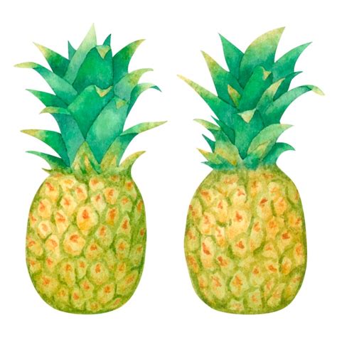 Fruit D ananas Exotique Tropical Aquarelle Isolé Sur Fond Blanc