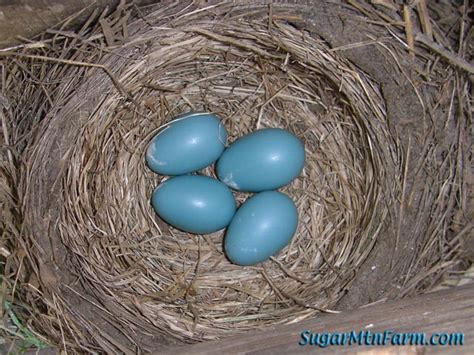 Robins Eggs Sugar Mountain Farm