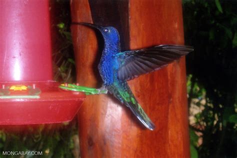 Blue hummingbird