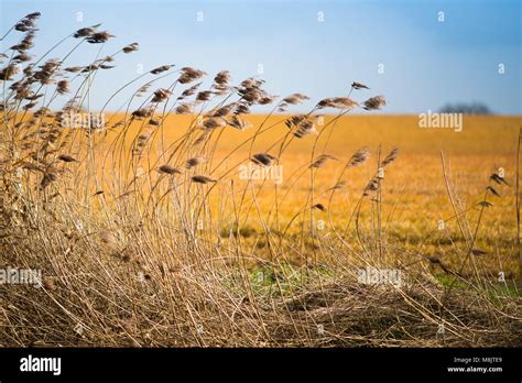 Field Of Wild Grass Blowing And Waving In The Wind With Bright Sunlight