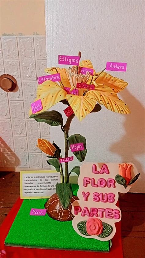 Maqueta La Flor Y Sus Partes Manualidades Educativas Manualidades