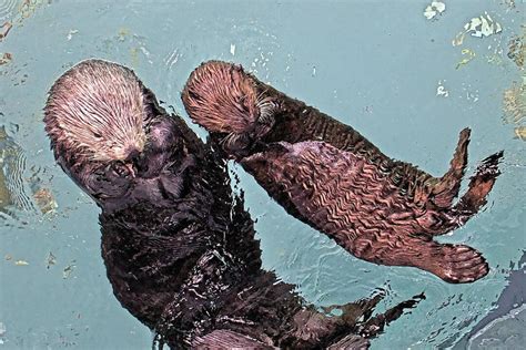 At Long Beach Aquarium Orphaned Sea Otter Pup Prepares To Go Wild