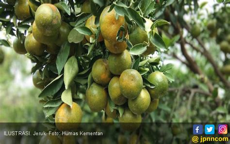 Ketahuilah Ini Manfaat Kulit Jeruk Untuk Kesehatan Kesehatan Di