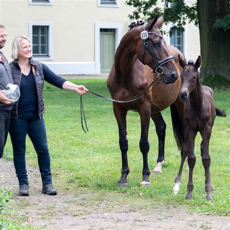 1B Prämie in Graditz beim Trakehner Fohlen Championat Abraxans