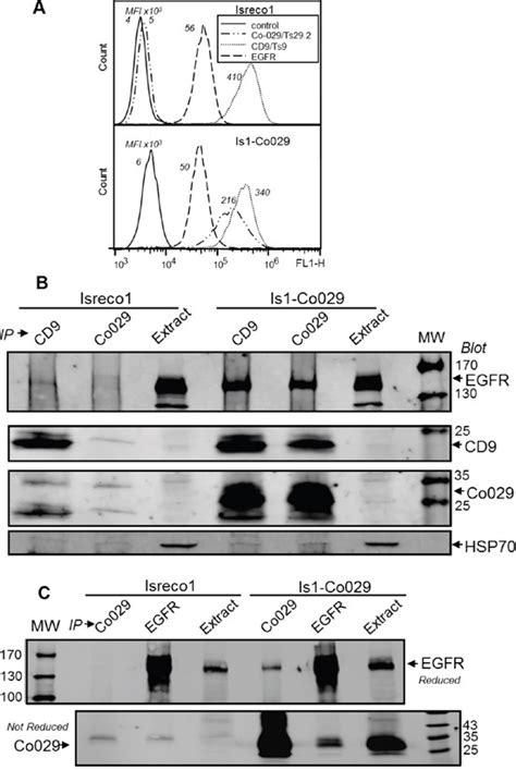 Multi Factorial Modulation Of Colorectal Carcinoma Cells Motility