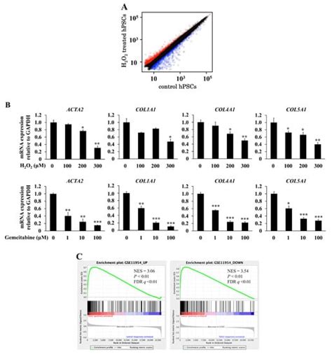 Ijms Free Full Text Senescent Human Pancreatic Stellate Cells