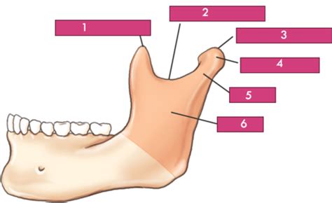 Mandible TMJ Zygos Anatomy Flashcards Quizlet