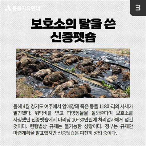 한국일보·동물자유연대 올해 최고의 동물 뉴스를 뽑아주세요 한국일보