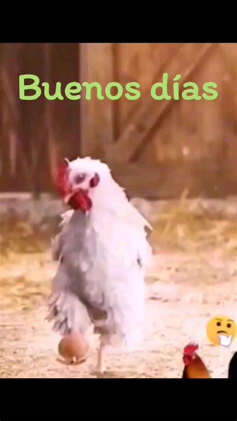 La Gallina Imagenes De Amistad Graciosas Imagenes Chistosas Para