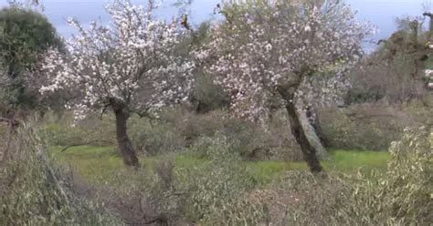 Alberi in fiore e ortaggi già maturi così cambiano le campagne