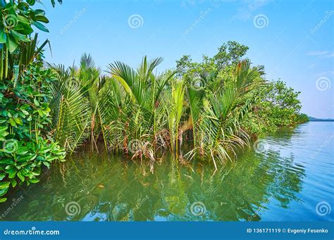 Nipa Palms In Mangrove Forest Chaung Tha Myanmar Stock Image Image