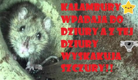 Kalambury Wpadaj Do Dziury A Z Tej Dziury Wyskakuj Szczury Samequizy