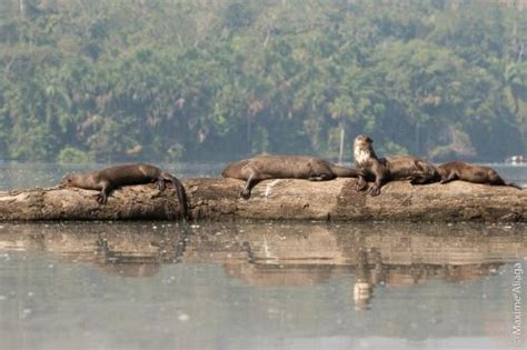 ¿quieres Conocer El Estado De Conservación De Las áreas Naturales