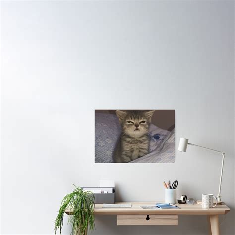 "angry cat face meme" Poster for Sale by auroragalavis | Redbubble