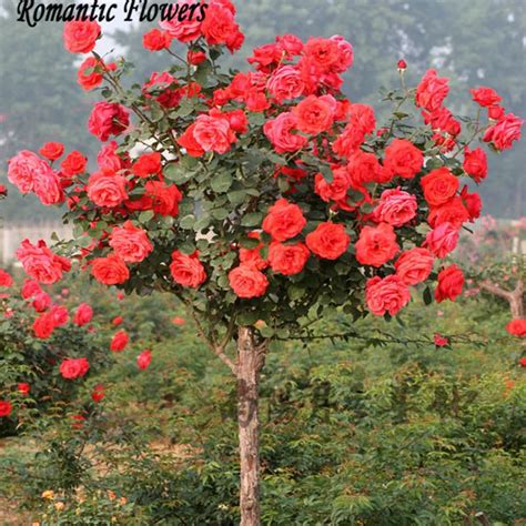 Popular Red Rose Tree-Buy Cheap Red Rose Tree lots from China Red Rose ...