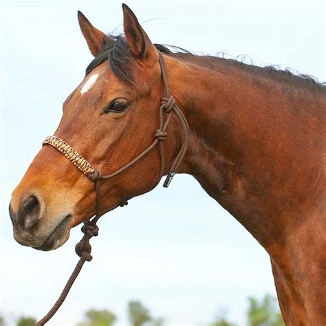 Braided Rope Halter With Lead Cashel Halters Halters Leads