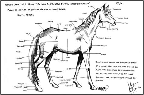 Horse Anatomy Chart by Senshee on DeviantArt