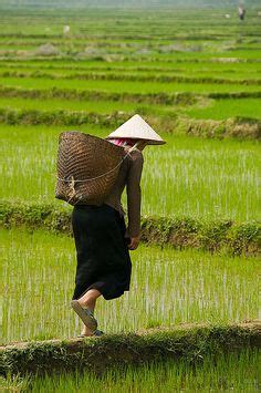 Farmer In The Rice Field Near Sapa Vietnam Vietnam People Sapa