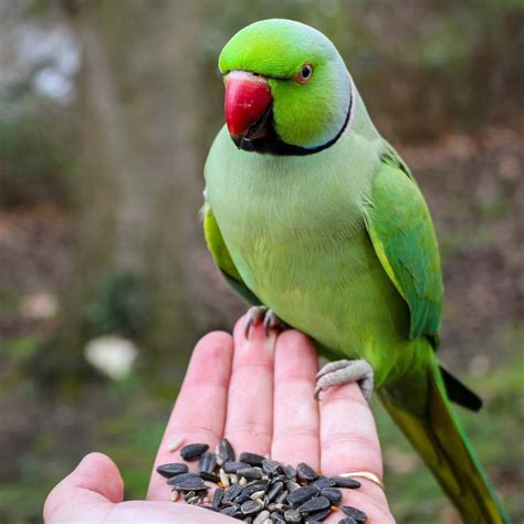 Bird Seeds Versus Pellets: What’s The Difference? – Pet Birds by Lafeber Co.