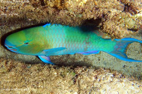 Hawaiian Reef Fish Identification Terry Lilley S Underwater Web