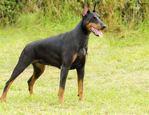 doberman, Pinscher, Dog, Dogs Wallpapers HD / Desktop and Mobile Backgrounds