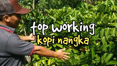 Panen Kopi Liberika Brio Dan Kopi Liberika Nangka Excelsa