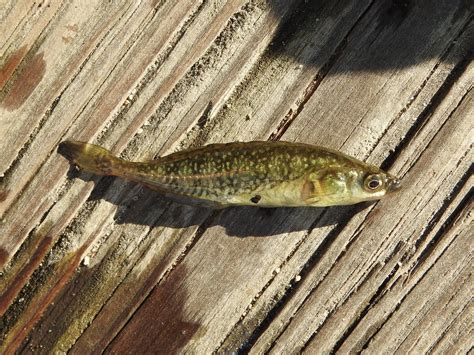 Brook Stickleback Nest