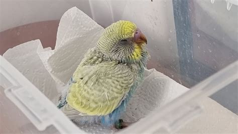 New Baby Budgie Acting Weird | Talk Budgies Forums