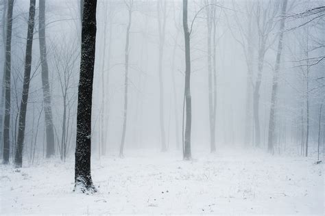 Winter | Winter forest, Winter photography, Forest landscape