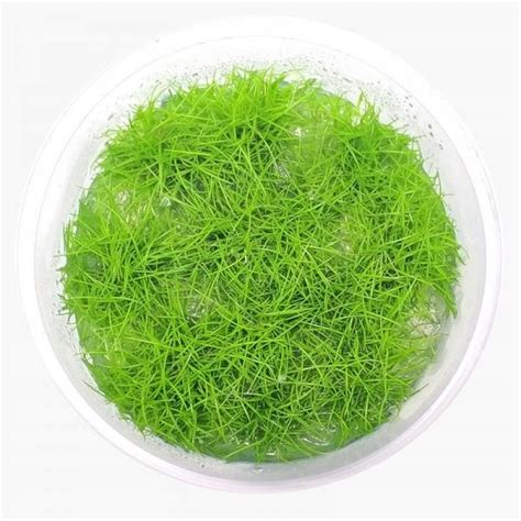 ELEOCHARIS PARVULA IN VITRO KUBEK 5cm ROŚLINY 12581421361 oficjalne