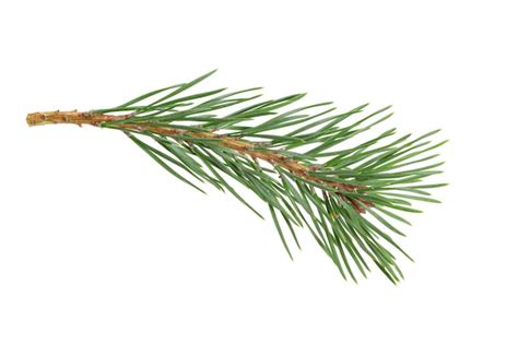 Premium Photo Green Natural Pine Branch Isolated On White Background