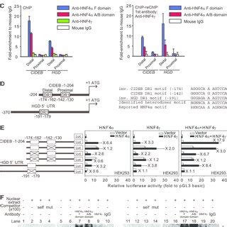 The Transcriptional Activation Of The HGD And CIDEB Genes By HNF4 HNF4