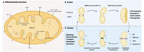 Mitochondrial Structure And Fusion Fission Dynamics A Mitochondrial