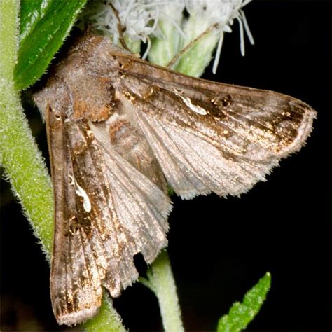 Species Autographa Precationis Common Looper Moth Autographa