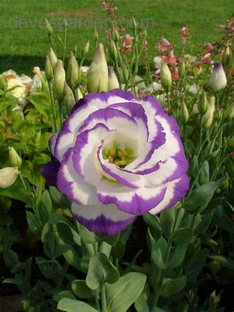 Plantfiles Pictures Eustoma Lisianthus Prairie Gentian Texas