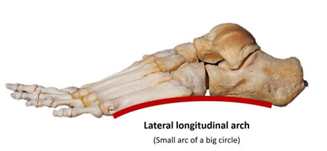 Medial Longitudinal Arch