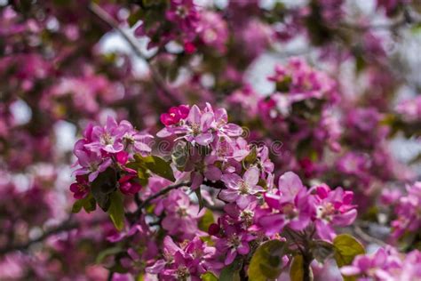 Apple Tree In Bloom Pink Bright Flowers Spring Flowering Of The Apple