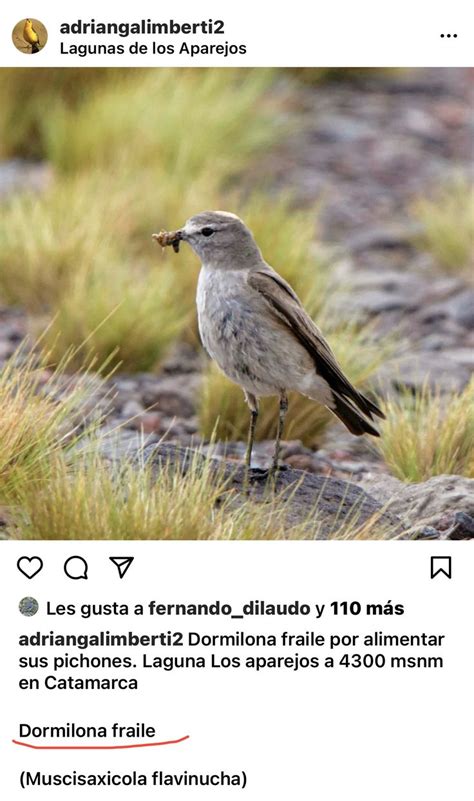 Pin Von Ana Libert Auf Aves