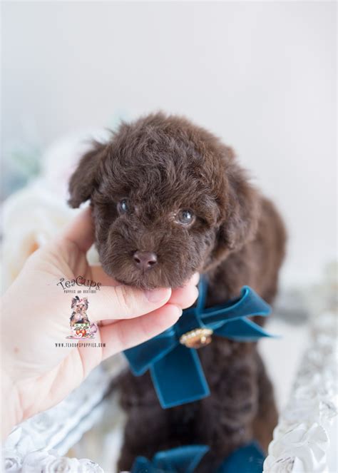 Toy Poodle Puppies South Florida | Wow Blog