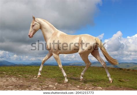3,226 Most Beautiful Horse Images, Stock Photos & Vectors | Shutterstock