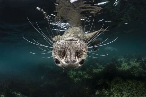 Winners Of The 2019 Underwater Photographer Of The Year Contest The