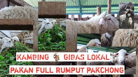 Beternak Ekor Kambing Gibas Lokal Untuk Hiburan Youtube