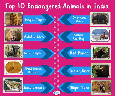 List Of Top 10 Endangered Animals In India 2025 Twinkl