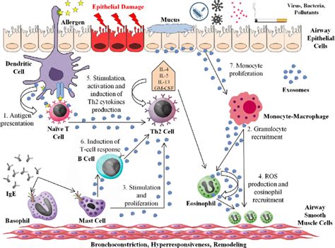 Roles Of Exosomes In Asthma And Allergic Processes The Entry Of The Download Scientific