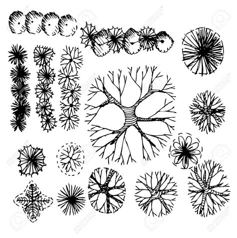 Tree Plan Drawing At Getdrawings Free Download